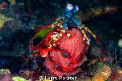 Peacock Mantis Shrimp with eggs. D300-60mm by Larry Polster 